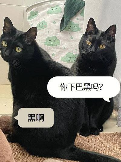 十二生肖姻緣配對 遇到黑猫